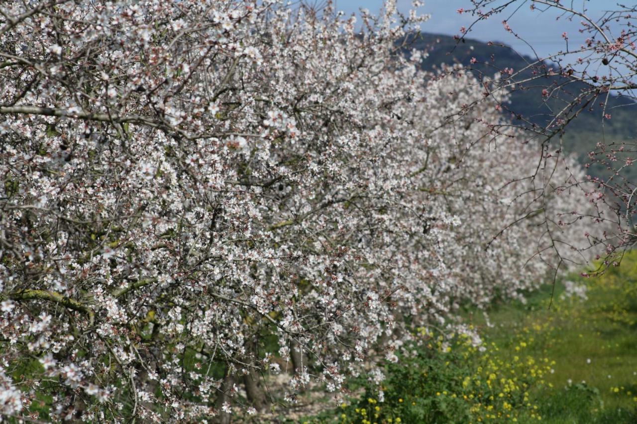 184 Finca Estret Etv3644 By Mallorca Charme サンタ・マルガリーダ エクステリア 写真